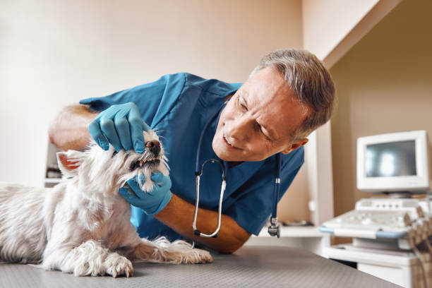 Best Broken Tooth Emergency  in Northchase, NC